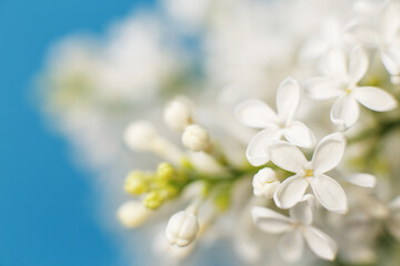Fototapeta na wymiar white lilac flower branch on a blue background with copy space for your text