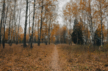Autumn scene with footpath in birch forest