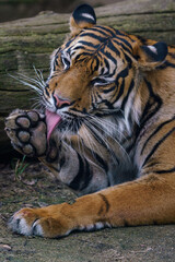 Sumatran tiger cleans his fur. (Panthera tigris sumatrae).
