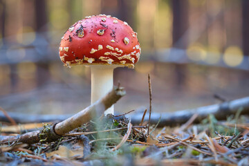 Toadstool at the bottom of a coniferous forest in the woods. Poisonous mushroom
