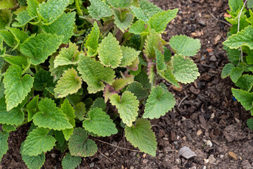 Spring Leaves of Agastache mexicana plant.