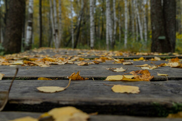 Fallen leaves on a wooden path.