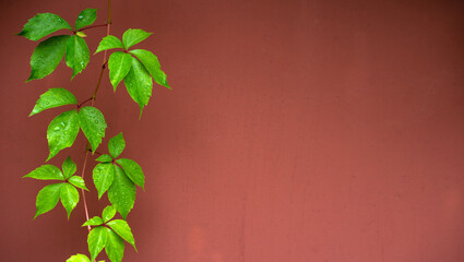 Green vine on a metallic background. Iron red background for text with green leaves. An iron door with a weed plant in the garden.