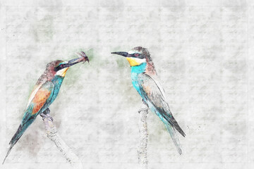 a pair of bee-eaters in love perched on a branch; watercolor sketch work