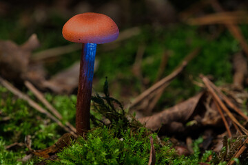 Orange filigree mushrooms in moss on forest floor. Macro view from the habitat.
