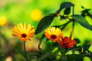 Calendula officinalis flowers on a flowerbed or lawn in an autumn park closeup