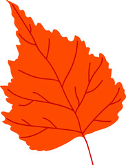 Birch Autumn Leaf