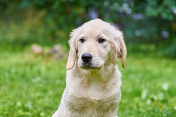 Puppy golden retriever portrait close-up