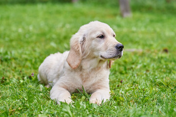 Golden Retriever puppy lies on a green lawn