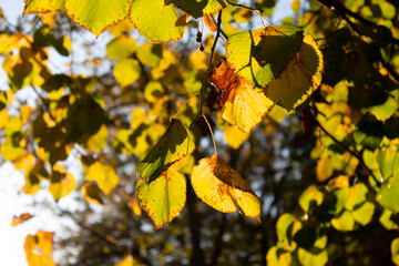 Obraz premium Beautiful autumn landscape with yellow trees and sun. Colorful foliage in the park. Falling leaves natural background