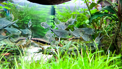 Flock of fish Costae Tetra (Moenkhausia costaea) with Siamese Algae-eater (Crossocheilus oblongus) in the green aquarium
