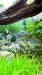 Flock of fish Costae Tetra (Moenkhausia costaea) with Siamese Algae-eater (Crossocheilus oblongus) in the green aquarium
