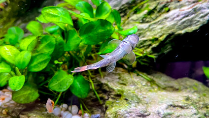 Aquarium fish Garra flavatra - Panda Garra on the glass in the green plant aquarium with Anubias plants.
