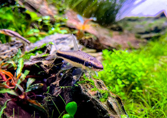 The Siamese Algae-eater (Crossocheilus siamensis) with Costae Tetra (Moenkhausia costaea). Flock of fish in the plant home aquarium with Micranthemum plants.