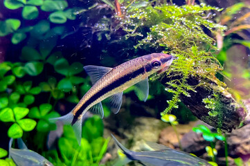 The Siamese Algae-eater (Crossocheilus siamensis) eating algae from the moss.  Flock of fish Costae Tetra (Moenkhausia costaea) in the plant home aquarium with aquarium moss.