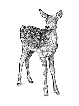 Hand drawn black ink sketch of Sika deer baby isolated on white background. Vector illustration of wild stag. Vintage engrave of young deer