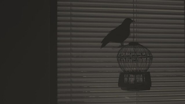 Black raven on a cage in the dark room.