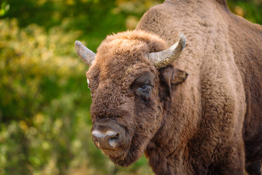 Bison head