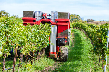 wine harvest in Lower Austria, Austria