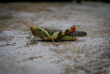 Vibrant grasshopper closeup