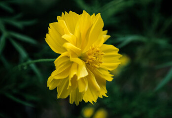 Yellow marigold flower