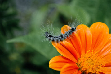 Hairy white caterpillar