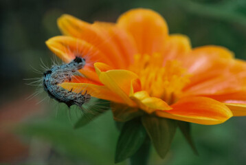 Hairy white caterpillar
