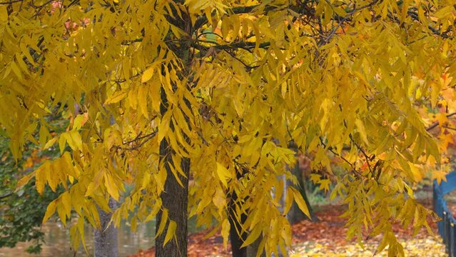 Yellow ash leaves on an Autumn day
