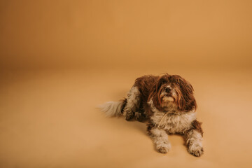Dog posing at the studio