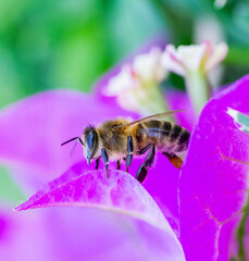 bee on a flower