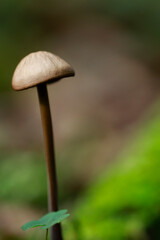 Champignon