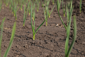 Garlic is grown on bed. Fresh green vegetable leaves on farm. Cultivate for healthy diet. Harvest for vegetarian dishes