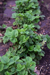 Row of young strawberry bushes with green leaves on bed. Seasonal works in countryside garden. Gardening and cultivation of young green strawberry bushes.