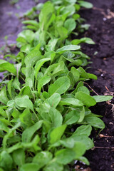 The process of growing arugula ruccola. Young arugula ruccola in the open field. Organic cultivation in the garden.