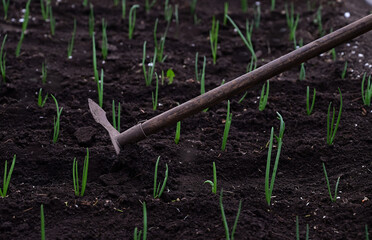 Female hand is loosening the soil in the garden with of garden tool