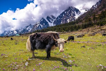 Bull grazing at Yumthang Valley on a sunny day , Sikkim, India