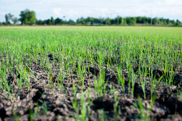 young rice seedlings sprouting in the soil without water