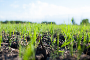 young rice seedlings sprouting in the soil without water
