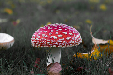 Red and white fly-agaric, mushroom or toadstool in grass in autumn with leaves background
