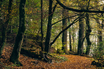 Obraz premium Herbstwald Marburg Dammelsberg