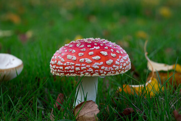 Beautiful Red and white fly-agaric, mushroom or toadstool in grass in autumn with leaves background