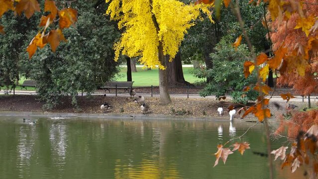 Colored trees and body of water in the Jardin Public park in Autumn in Bordeaux, France