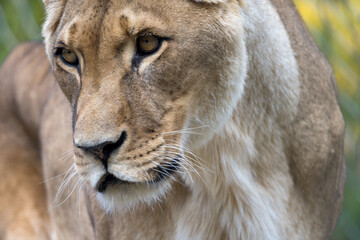 female lioness predator extreme closeup animal portrait