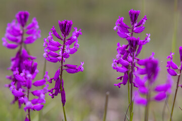 Obraz premium wild orchid in White Carpathian Mountains, Czech Republic