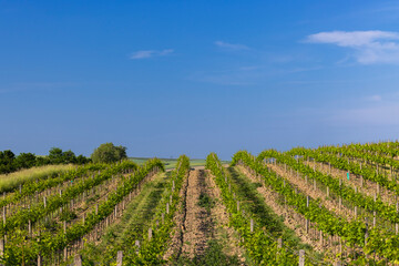 Fototapeta na wymiar Spring vineyard near Cejkovice, Southern Moravia, Czech Republic