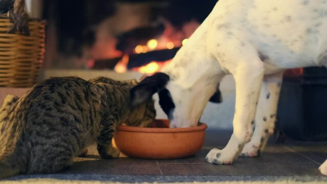 Cat and dog. The cat and the dog eat from the same bowl. Domestic animal concept. 4K. 1
