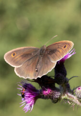 Fototapeta premium close up of a butterfly on the thistle