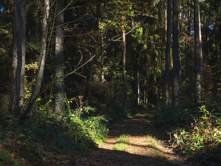 ciemny las, droga w lesie