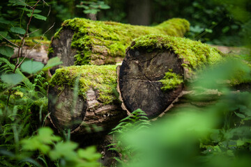 Verwittertes Holz im Wald