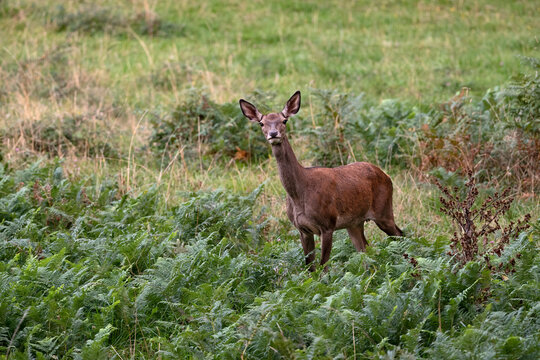 Cerf &eacute;laphe (Cervus elaphus) biche en automne. Alpes. France